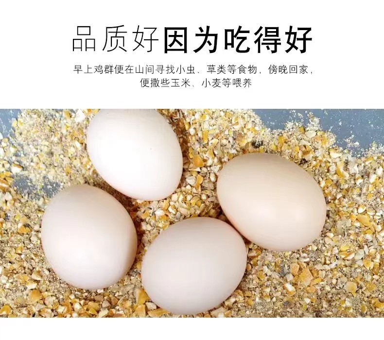 來自生態農場山林散養的溜達雞原生
